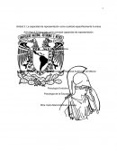 El lenguaje como principal capacidad de representación