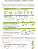 BIOMOLÉCULAS ORGÁNICAS: ÁCIDOS NUCLEICOS