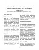 La micorriza arbuscular (MA) centro de la rizosfera: comunidad microbiolo´gica dina´mica del suelo