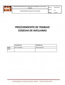Cosecha de avellanas