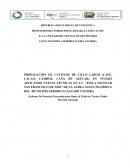 Informe de Pasantias. PROPAGACIÓN DE CULTIVOS DE CICLO LARGO