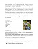 SISTEMAS DE COCINAS SOLARES