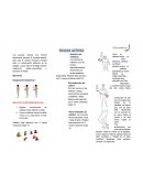 Ejercicios Respiración Abdominal