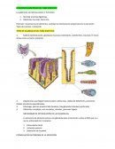 FUNCIONES SECRETORAS DEL TUBO DIGESTIVO