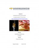 La naranja mecánica Vs Tierra de Osos