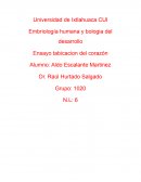 FORMACION DE TABIQUES CARDIACOS