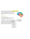 Partes del cerebro