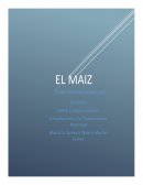 DEFINICIÓN DE MAÍZ
