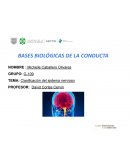 Clasificación del sistema nervioso