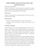 Análisis morfológico comparativo de Pisum sativum y Vigna unguiculata (Fabaceae)