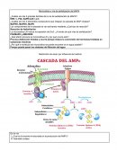 Vías de señalización