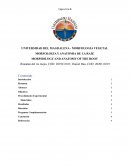 MORFOLOGIA Y ANATOMIA DE LA RAÍZ