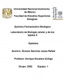 Laboratorio de Biología celular y de los tejidos II Epitelios