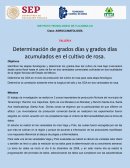 Determinación de grados días y grados días acumulados en el cultivo de rosa