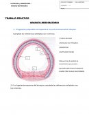 TRABAJO PRÁCTICO APARATO RESPIRATORIO