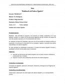 Modelización del sistema digestivo