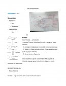 Neurotransmisores DOPAMINA — DA