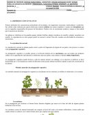 REPRODUCCION EN LAS PLANTAS