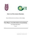 Tren Maya y sus afecciones al ecosistema