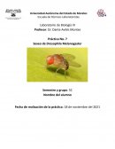 Sexeo de Drosophila Melanogaster