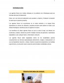 Agentes fisicos. Terapia por onda de choque