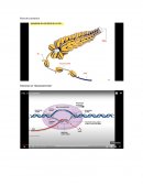 Primer capítulo embriología de Langman