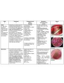 Tabla Medios para Enterobacterias