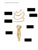 HUESOS Y LIGAMENTOS DEL TORAX