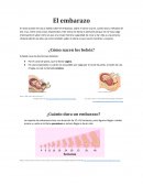 El embarazo ¿Cómo nacen los bebés?
