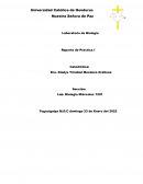 Laboratorio de Biología Reporte de Practica I