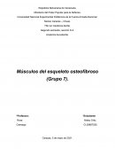 Músculos del esqueleto osteofibroso