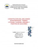 CONSTITUCIÓN DEL ADN, BASES NITROGENADAS, TIAMINA, CITOSINA, GUANINA, ADENINA Y PUENTES DE AZUCARES