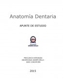 Anatomia Dentaria