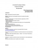 Organización funcional del cerebro