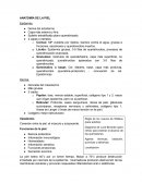 ANATOMÍA DE LA PIEL