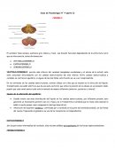 Cerebelo apuntes