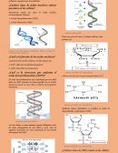 Estructura de los ácidos nucleicos
