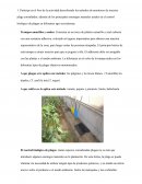 Insectos plaga