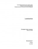 Lactobacillus