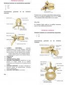 Vértebras Torácicas - anatomia del cuerpo humano