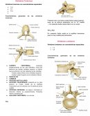 Vértebras Torácicas - anatomia del cuerpo humano