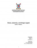 Célula, anatomía y morfología vegetal