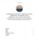 Las partes de la flor