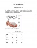 INTRODUCCIÒN LA ORTOGRAFIA