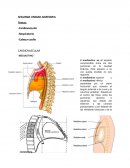 SEGUNDA UNIDAD ANATOMIA