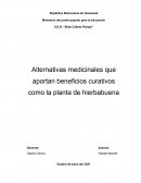 Alternativas medicinales que aportan beneficios curativos como la planta de hierbabuena