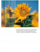 CUENTO ANA DE LAS TEJAS VERDES