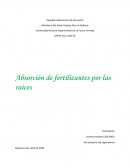 Absorción de fertilizantes por las raíces