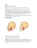 Músculos del cuerpo