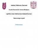 QUÍMICO BACTERIÓLOGO PARASITÓLOGO